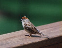 A sparrow