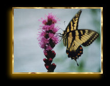 A butterfly in action...a little blurry, but I like the shot anyway