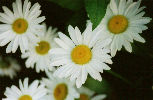 Daisies in my garden