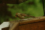 Female Cardinal