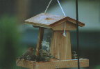 House Finches