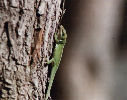 Hawaiian Gecko climbing a tree