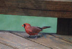 Male Northern Cardinal