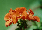 Orange Geraniums