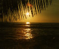 Sun setting through the palm trees