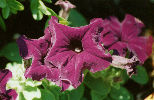 Purple Petunia