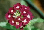 Verbena