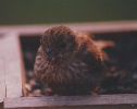 young birdie visiting our feeder and posing for me