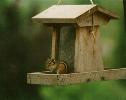 Chipmunk on my deck