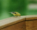 Goldfinch snacks