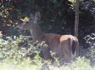 Deer on the Outer Banks