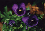 A pansy