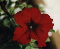 Red Petunia