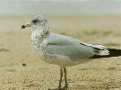 Seagull in Delaware