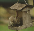 Squirrel sneaking a bite