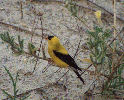 Bird at Dewey Beach, Delaware