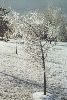 Same Jan 99 Ice Storm
