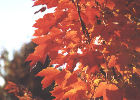 October Glory Maple tree in October
